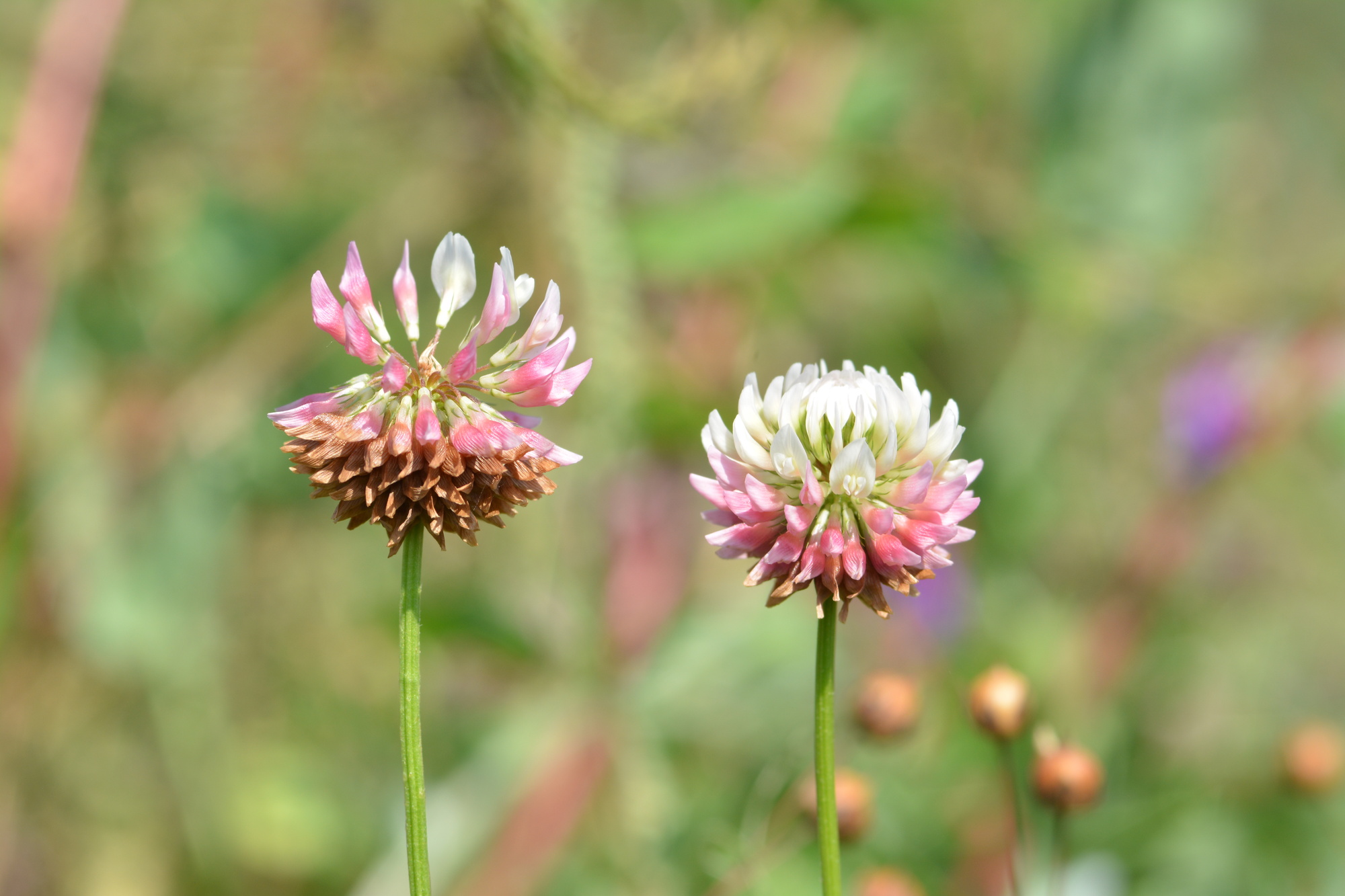 Zwei blühende Hornklee mit weißen und rosa Blüten, grüne Stängel, unscharfer Gartenhintergrund.
