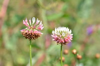 Zwei blühende Hornklee mit weißen und rosa Blüten, grüne Stängel, unscharfer Gartenhintergrund.
