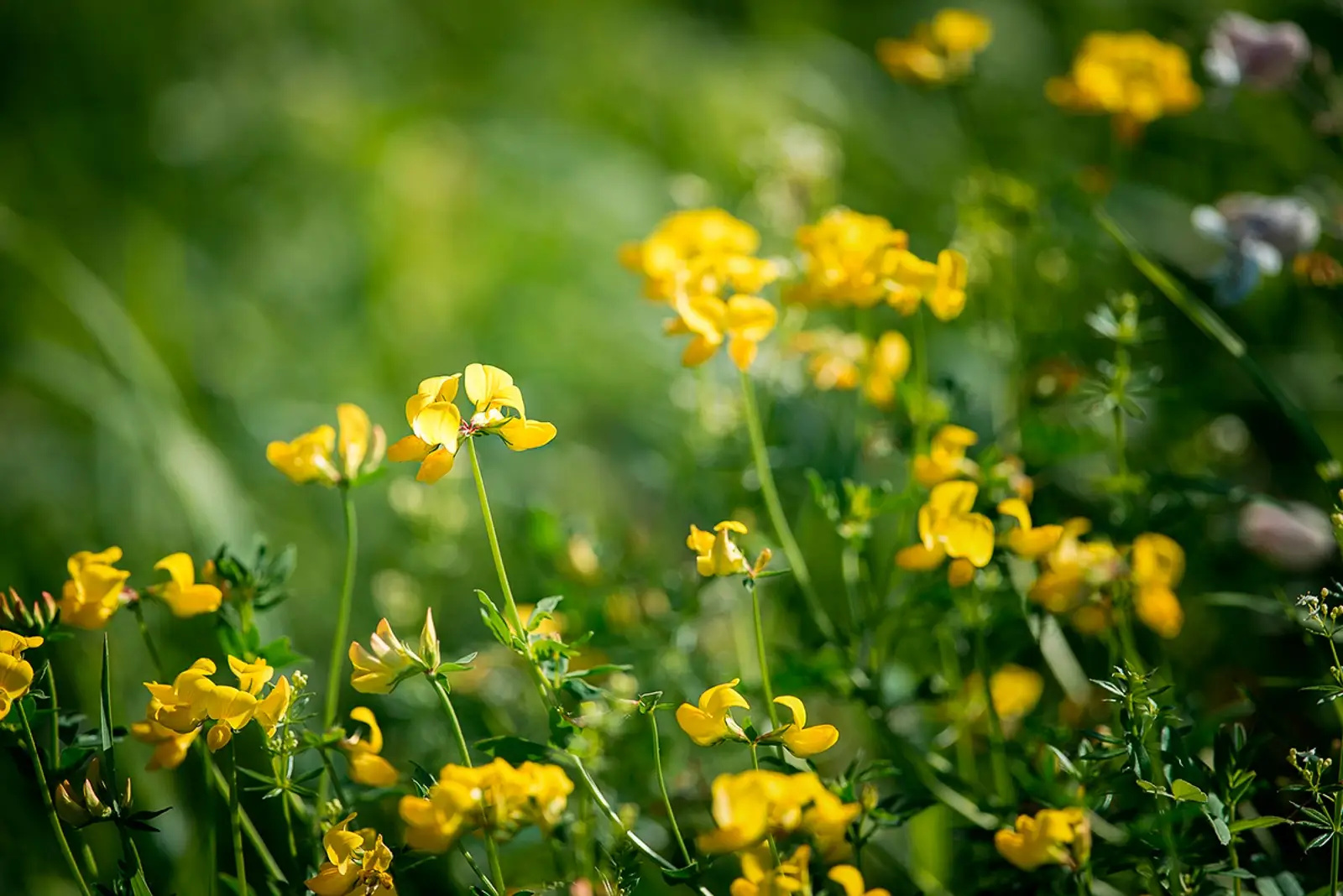 Gelbe Blumen im Sonnenlicht auf grüner Wiese, unscharfer Hintergrund, Natur, Frühling