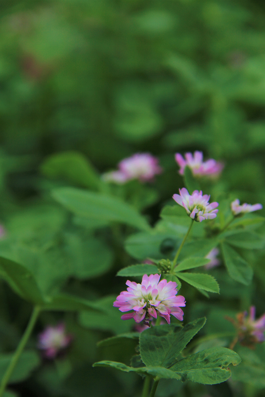 Kleine pink-weiße Blüten mit grünen Blättern, unscharfer Hintergrund.