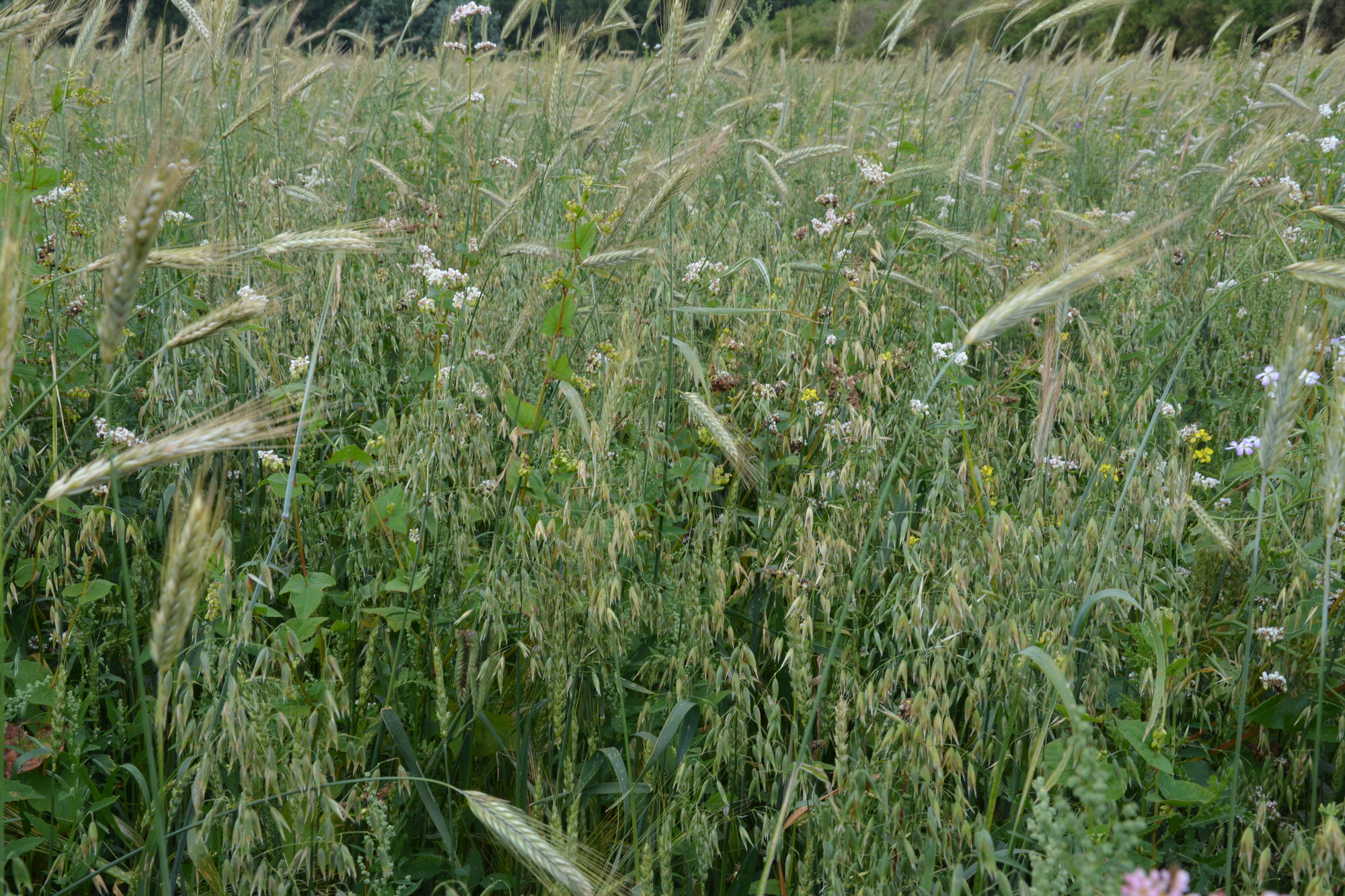 Rohrglanzgras