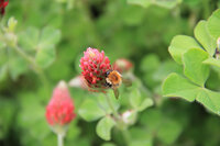 Biene auf roter Blüte in grünem Blattwerk