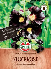 Dunkle Stockrose mit dunklen Blüten, mehrjährig, Blütezeit 1 bis 15 Meter, robusten Sommerblüher