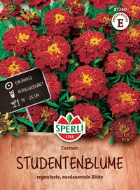 Rote und gelbe Studentenblumen in einem Topf, robust und geeignet für den Garten.