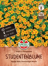 Gelbe blühende Studentenblumen in Topf, 20 bis 30 cm hoch, einjährig, kugelgeeignet, mit orangefarbenen Blüten.