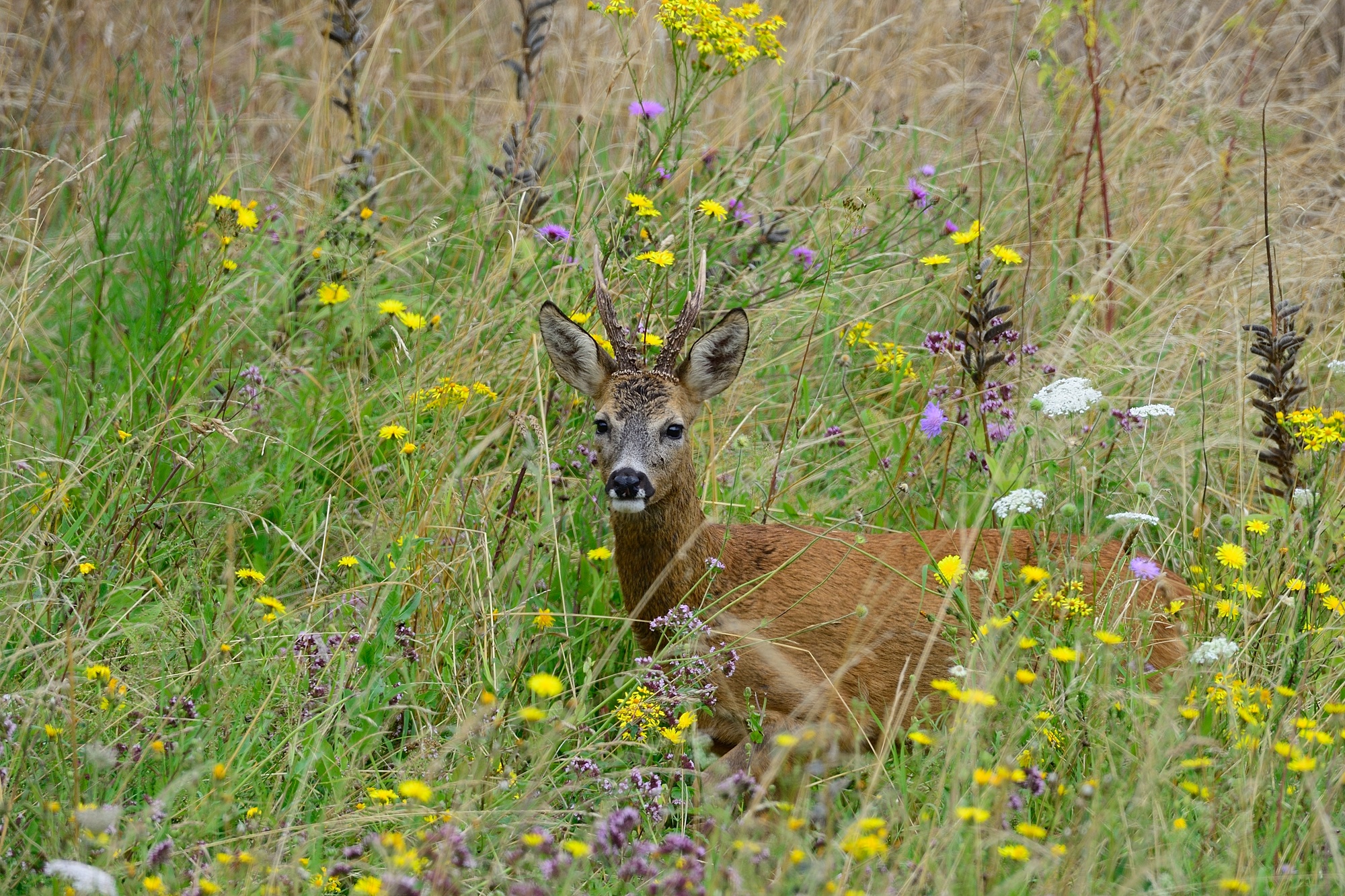 Reh mit Geweih sitzt im Gräsermeer mit gelben, weißen und lila Blumen