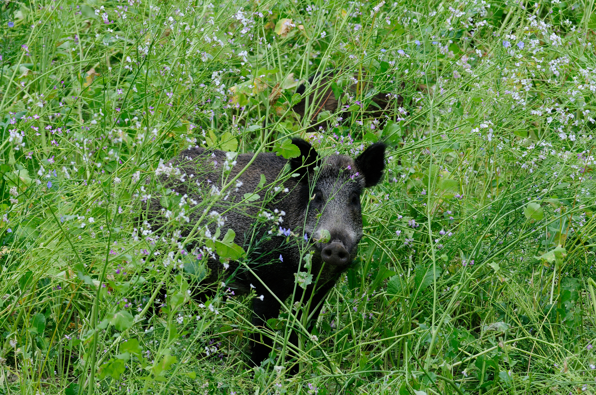 Schweine im grünen grasbewachsenen Feld mit kleinen blumen, nahaufnahme