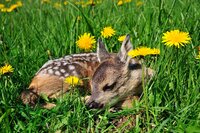 Fohlen liegt im Gras neben gelben Löwenzahnpflanzen