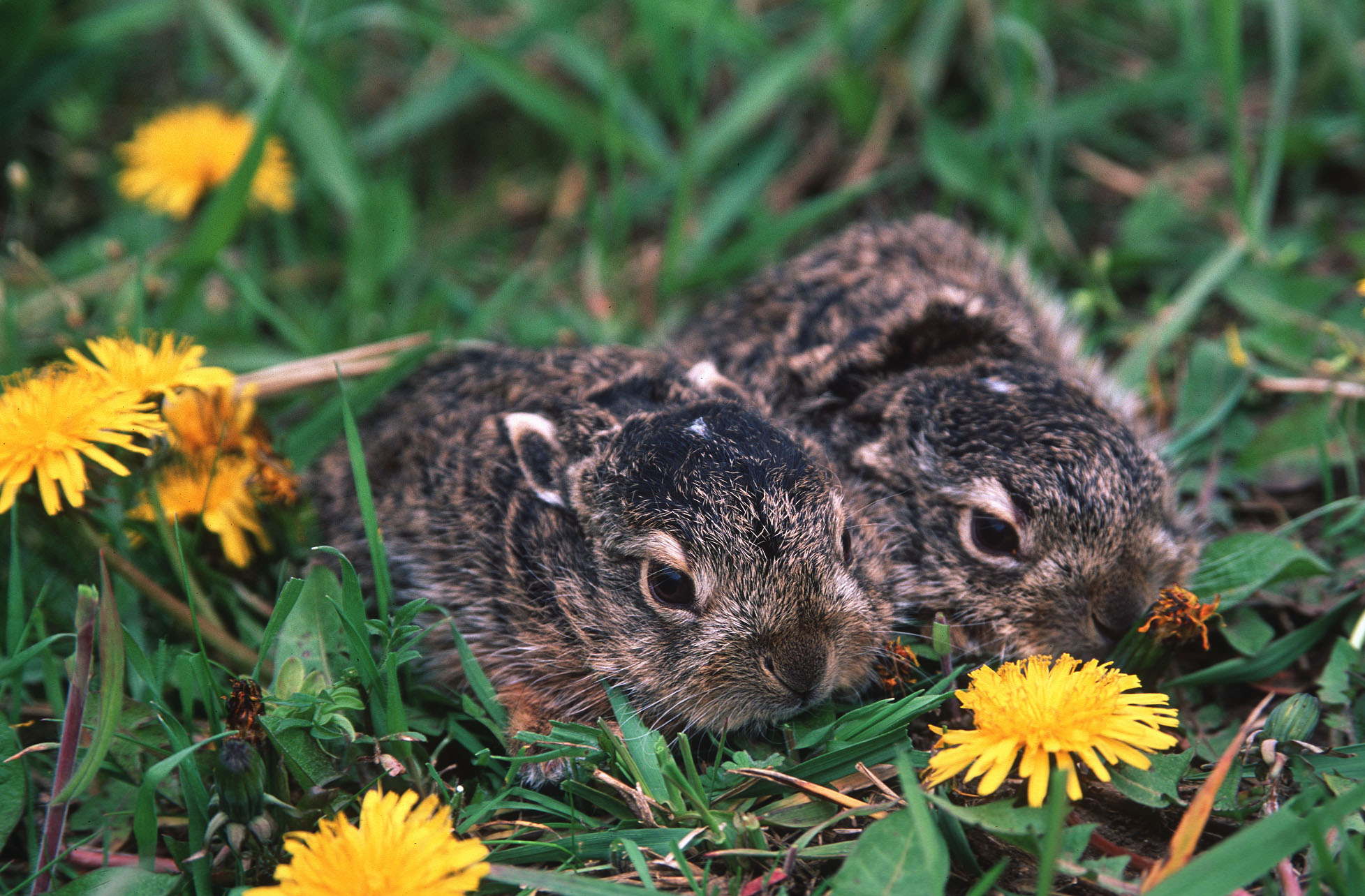 Zwei junge Eichhörnchen liegen im Gras neben gelben Blumen.