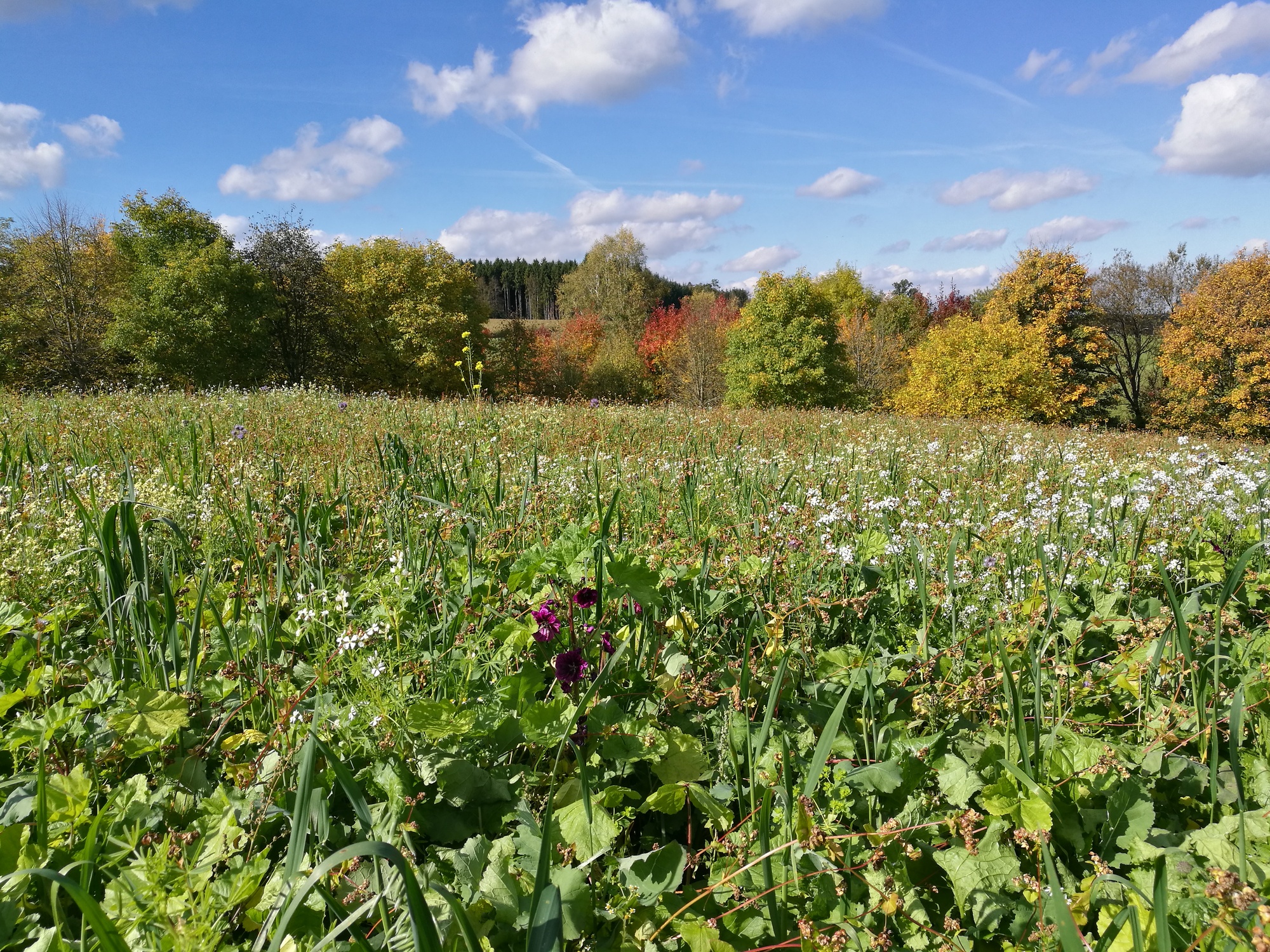 saatgut blumen kaufen Artenreiches Saatgut – Blumenwiese mit heimischen Arten – WildLand main image 0