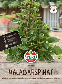 Kletterspinat mit essbaren Blättern, dekorativen Blüten, rankt an Holzstäben, auf Beet gedrückt.