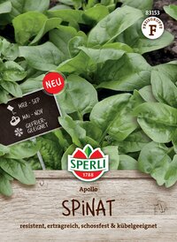 Grüner Spinat mit größere Blätter, wächst im Boden,sprechend für Garten.