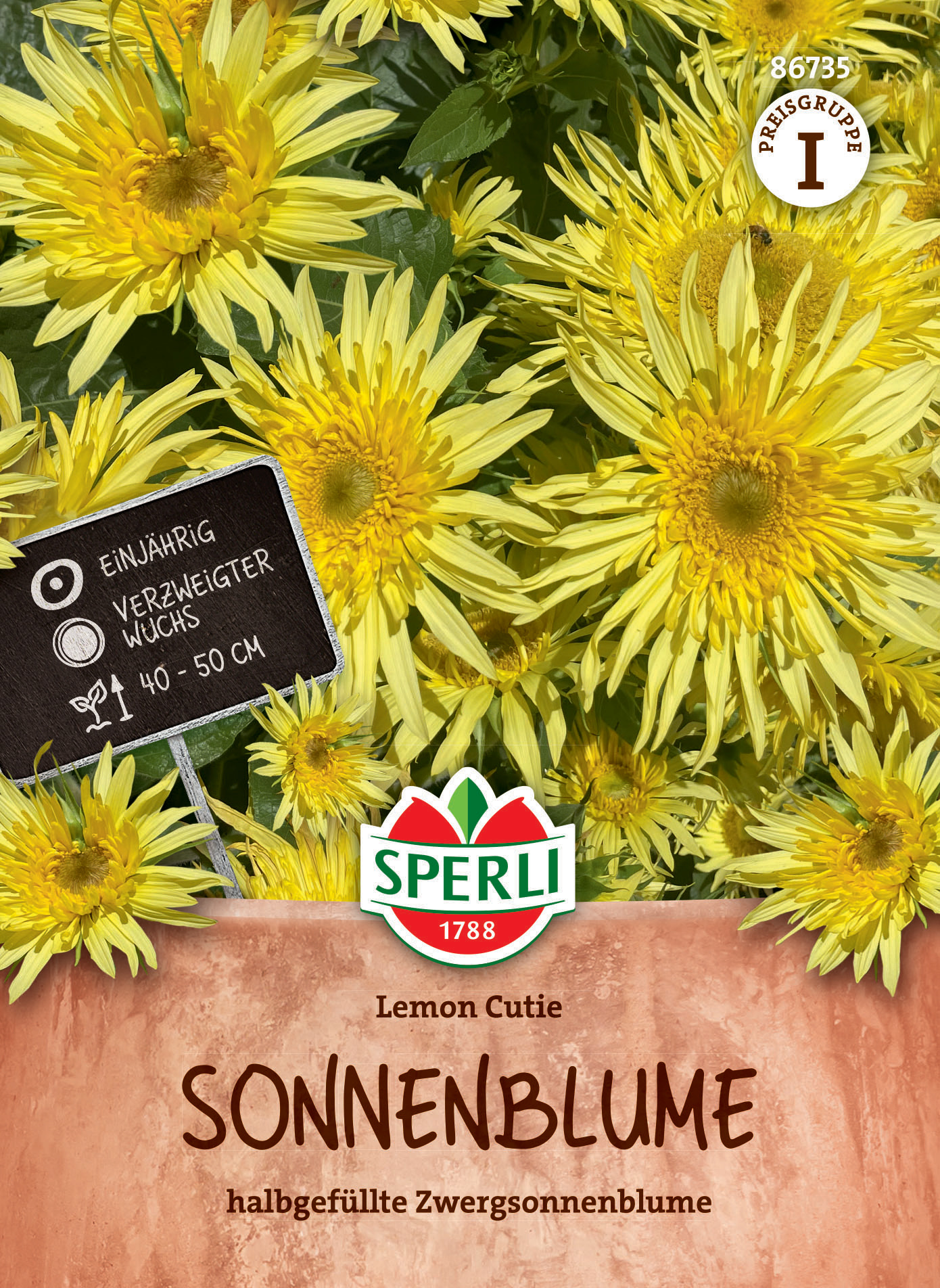 Gelbe Sonnenblumen, halbgefüllte Zwergsonnenblume, Standort 40-50 cm, einjährig, verzweigter Wuchs.