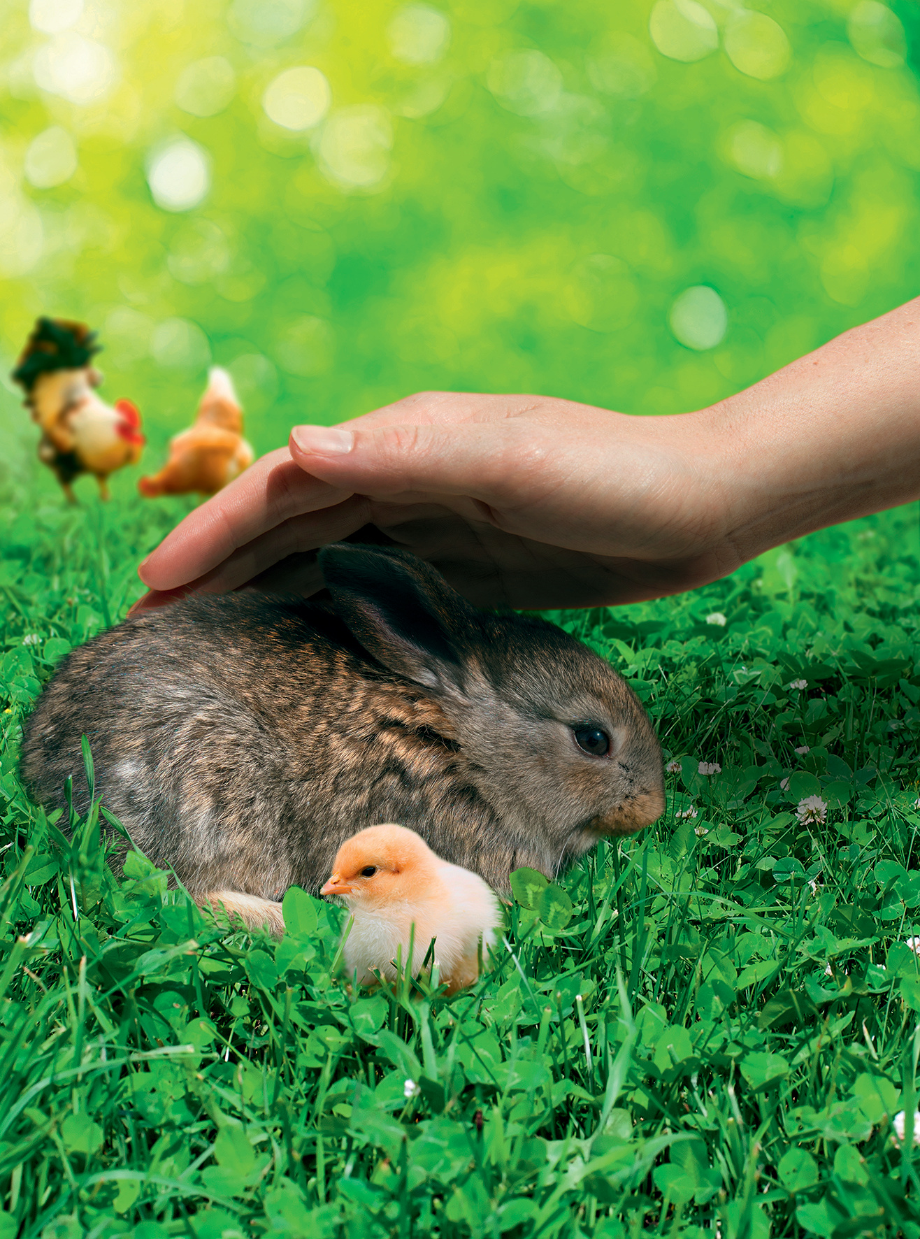 Menschliche Hand streichelt ein großes braun-gestreiftes Kaninchen auf grünem Gras. Mehrere kleine Küken im Vordergrund.