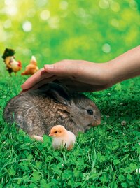 Menschliche Hand streichelt ein großes braun-gestreiftes Kaninchen auf grünem Gras. Mehrere kleine Küken im Vordergrund.