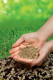 Hände halten eine Handvoll Sonnenblumenkerne über dunklen Boden mit weißen Blütenresten, grüner Rasen im Hintergrund.