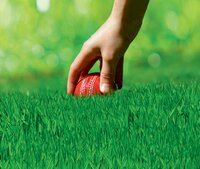 Hand legt einen roten Cricketball auf grünem Gras.
