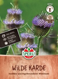Wildkarde Pflanze mit blauvioletten Blüten und stacheligen Früchten, für Insekten und Vögel.