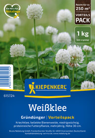 Weiße Knospen und Blüten auf grünen Blättern, Pflanzenbild, Garten, Blumen, Nahaufnahme.