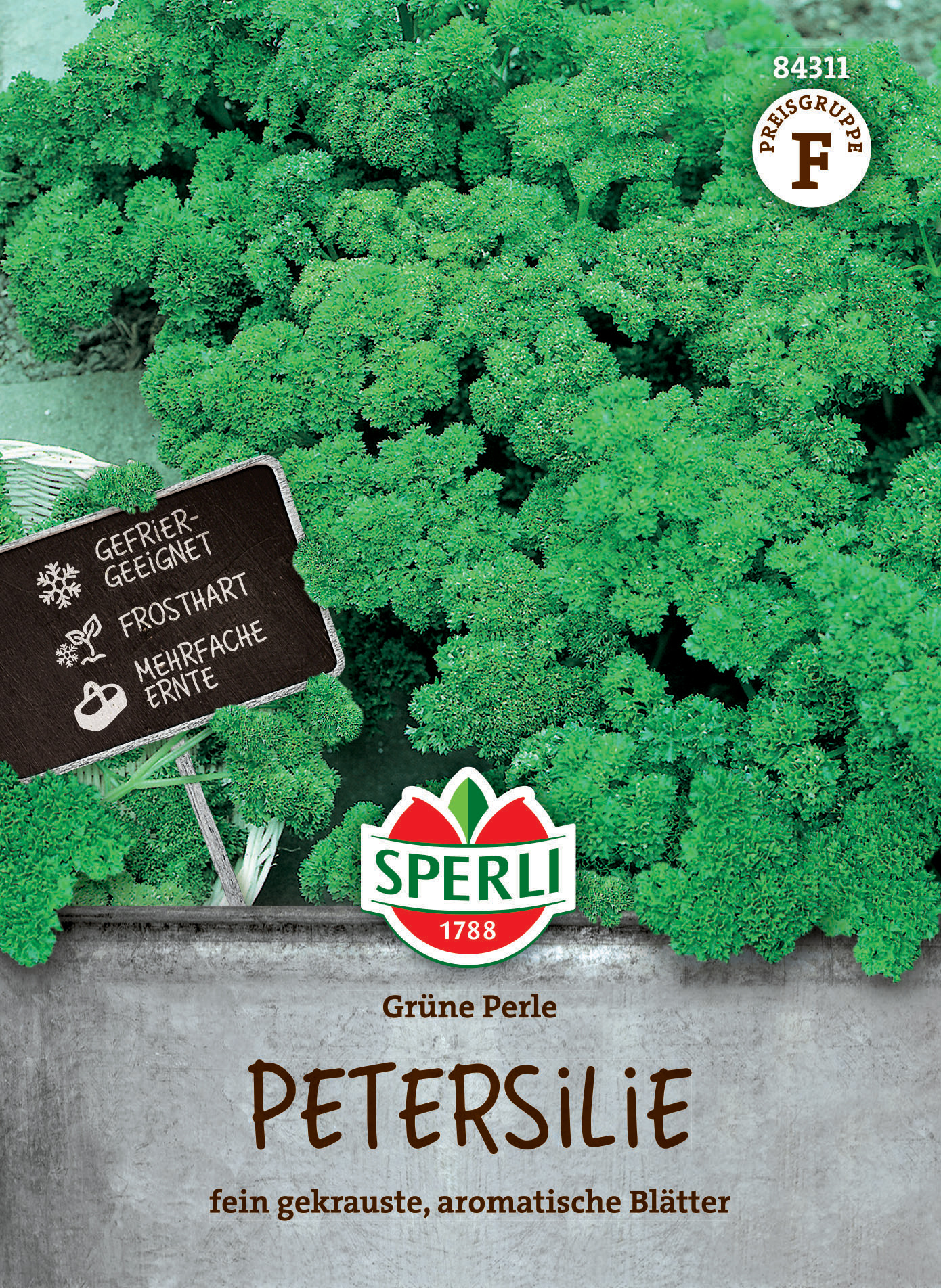 Grüne Petersilie mit krausen, aromatischen Blättern, im Garten gepflanzt.