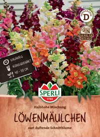 Bunte Löwenmäulchen in einem Terrakottatopf, bunten Blüten in verschiedenen Farben, Packungsaufschrift sichtbar.