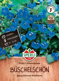 Büschelschön Wildblume in Blüte, blaue Blumen, circa 15-25 cm hoch, einjährig, k Ubel geeignet.