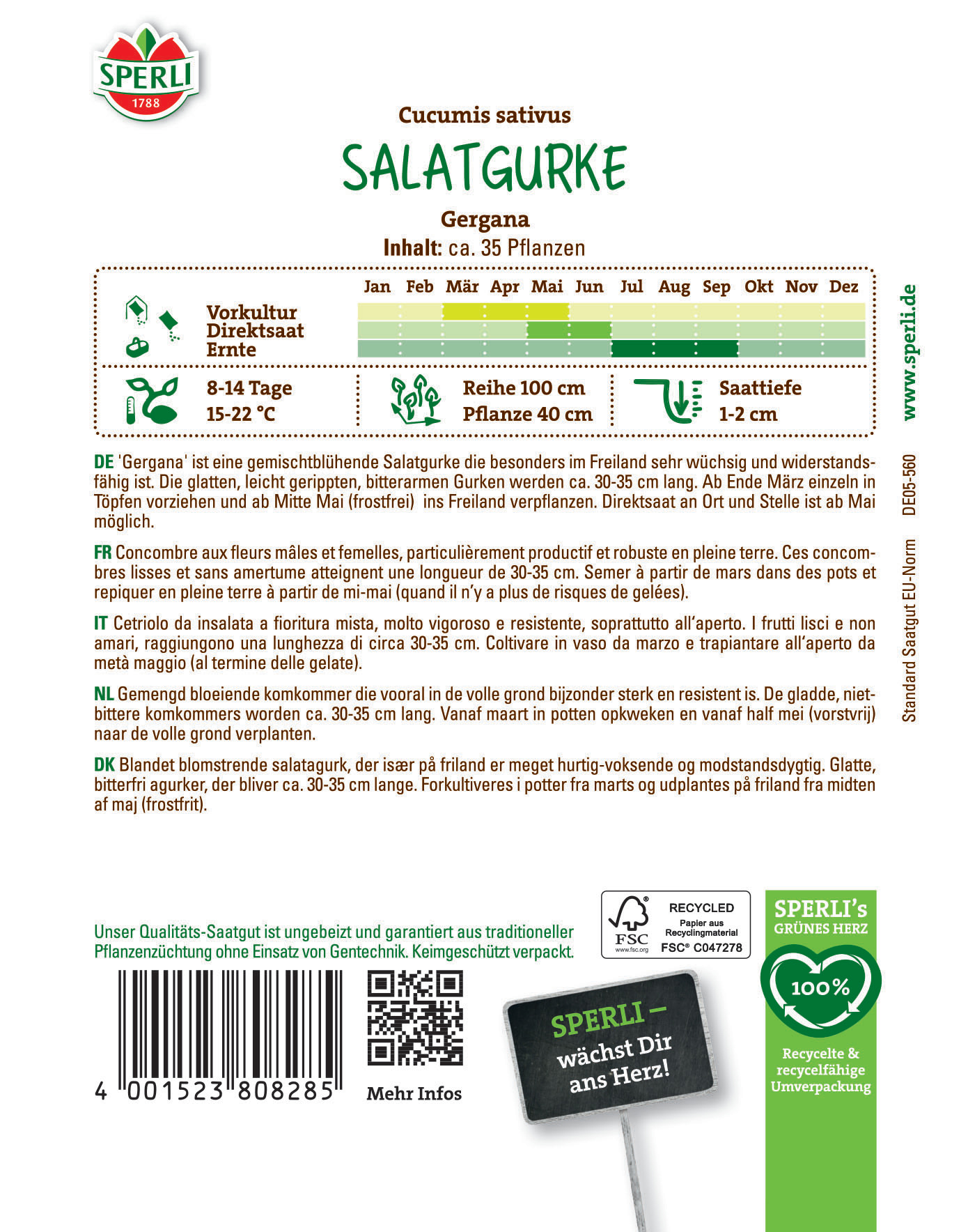 Grüne Salatgurke mit glatter Schale, 30-35 cm lang, wächst im Freiland, im Mai gepflanzt.