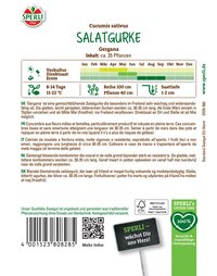 Grüne Salatgurke mit glatter Schale, 30-35 cm lang, wächst im Freiland, im Mai gepflanzt.