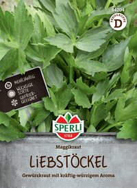 Grüner, mehrjähriger Maggikraut mit kräftig-würzigem Aroma, in Pflanzkübel.