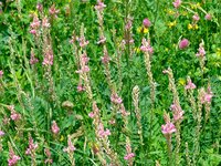 Bunte wild wachsende Blumen mit pinken, gelben und grünen Pflanzen im Grünen, Nahaufnahme.
