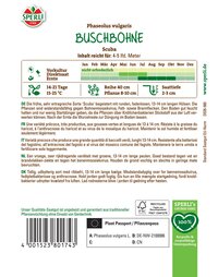 Buschbohne Pflanze, 13-14 cm Hohe, grüne Hülsen, für Garten auf Erde, resistent gegen Krankheiten.