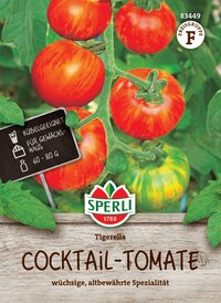 Reife Tigerella Cocktail-Tomaten an der Pflanze, geeignet für Gewächshaus, 60-80 g.