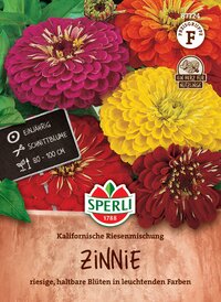 Bunte Zinnien in leuchtenden Farben, circa 80-100 cm hoch, einjährig, Schnittblumen.
