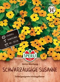 Schwarzaugige Susanne Pflanze mit gelben Blüten und grünen Blättern, 100 bis 150 cm hoch, einjährige Rankpflanze.