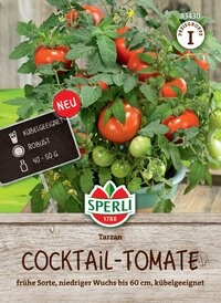 Tomatensorte auf Pflanze mit roten und grünen Tomaten, auf Holzuntergrund, grüner Hintergrund.