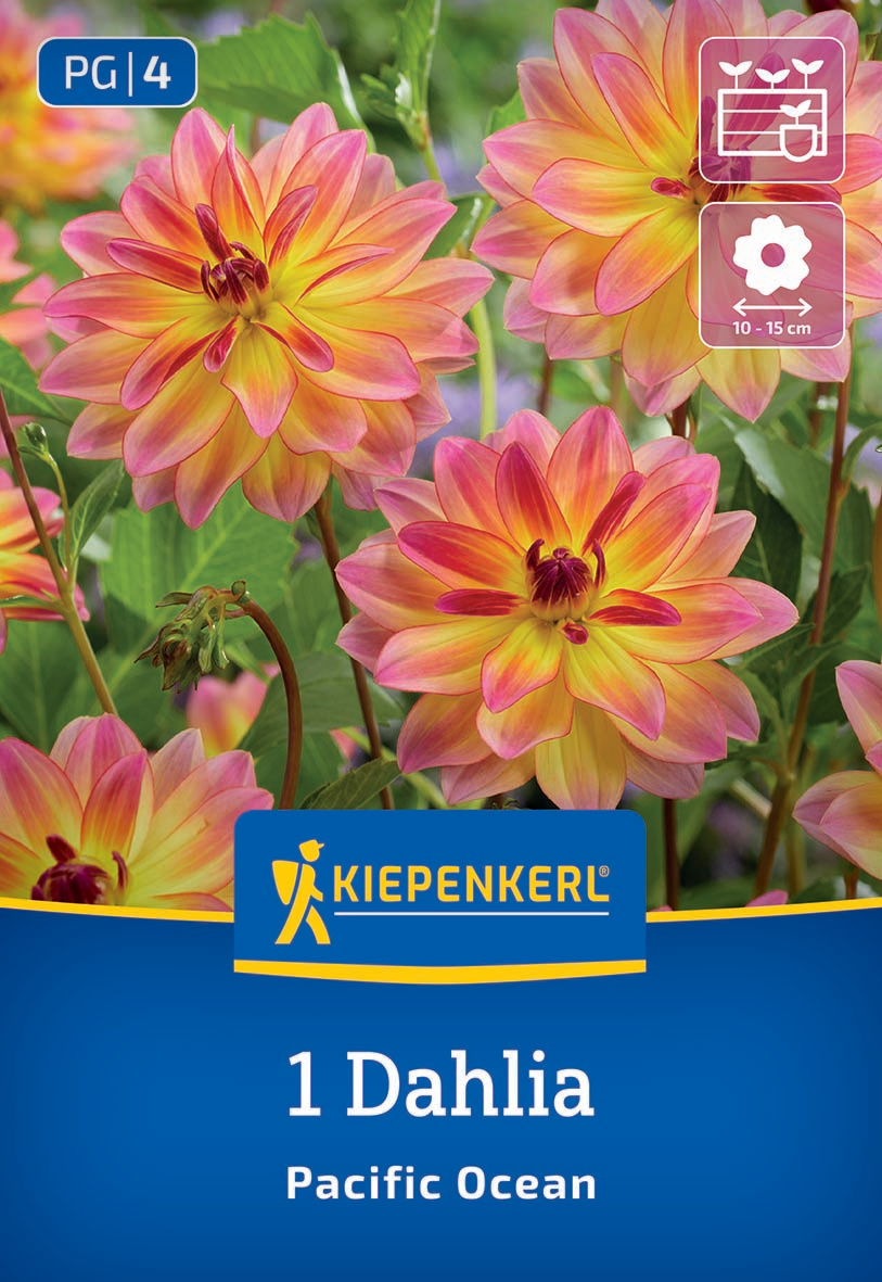 Pink-orange Dahlien mit gelben Spitzen, grüne Blätter und Stängel im Hintergrund.