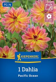 Pink-orange Dahlien mit gelben Spitzen, grüne Blätter und Stängel im Hintergrund.