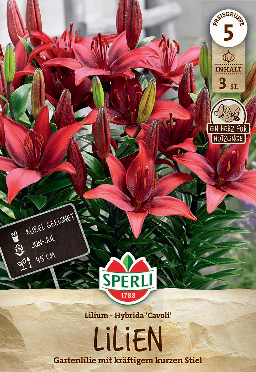 Rote Lilien mit grünen Blättern, mehrere Knospen, auf einer Blumenpackung.