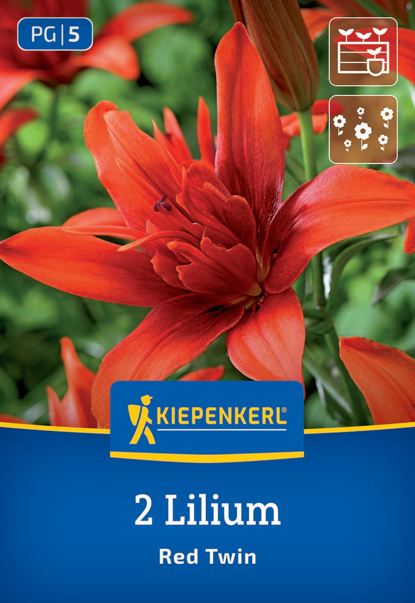 Rote Lilienblüte, grüne Blätter im Hintergrund, Verpackung mit Kiepenkerl Logo, Text und Symbolen.