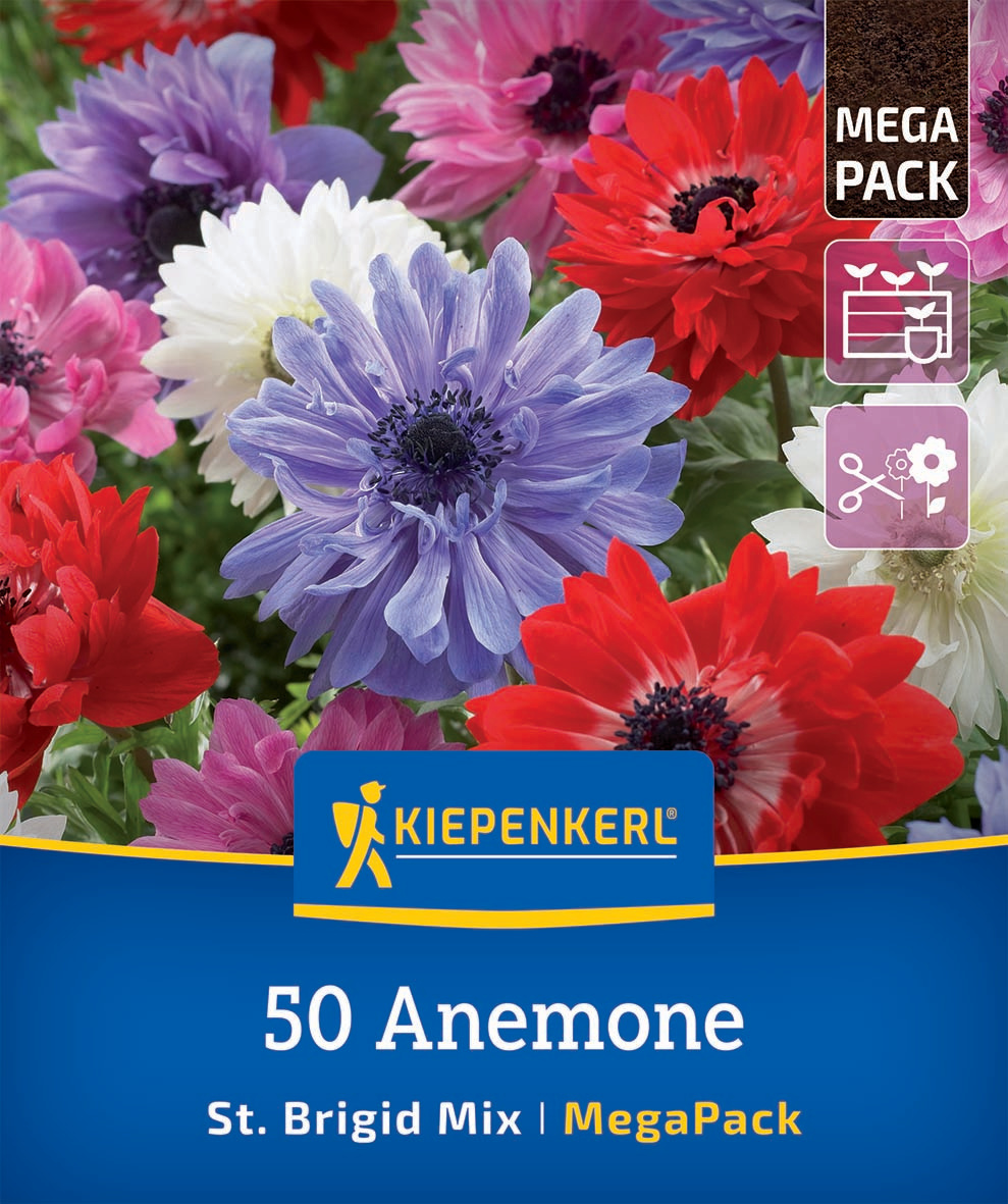 Mega-Pack Kronen-Anemonen St. Brigid Mix