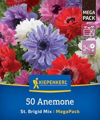 Mega-Pack Kronen-Anemonen St. Brigid Mix
