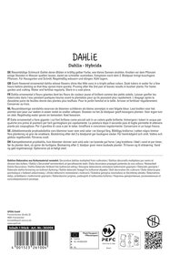 Dahlie Kelvin Floodlight
