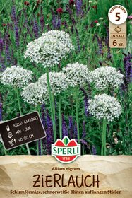Zierlauch Allium nigrum