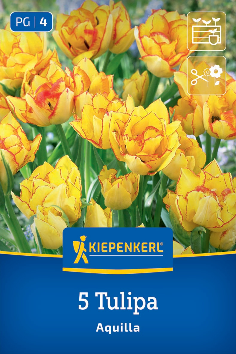 Mehrblütige Tulpe Aquilla