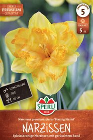 Premium Spleißkronige Narzisse Blazing Starlet