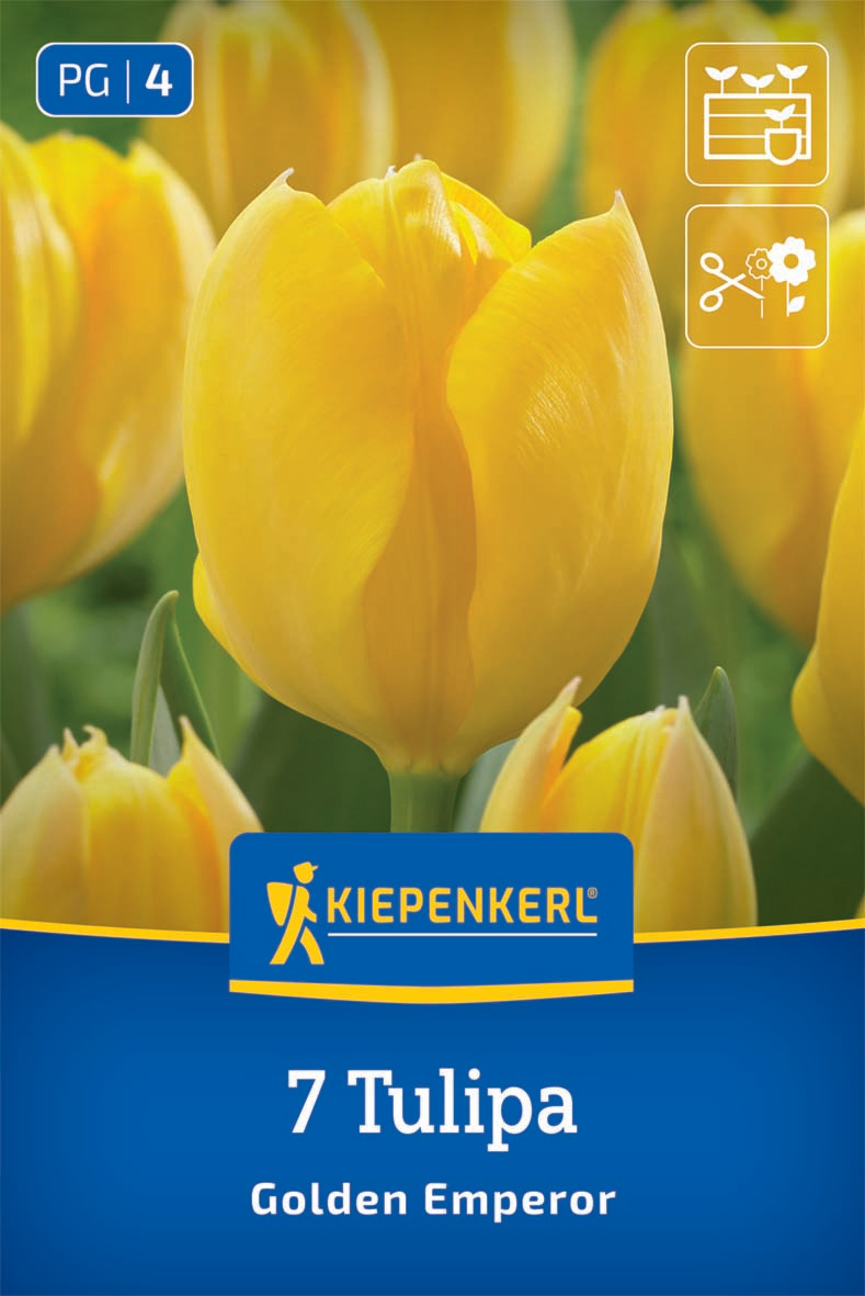 Fosteriana-Tulpe Golden Emperor