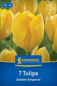 Fosteriana-Tulpe Golden Emperor