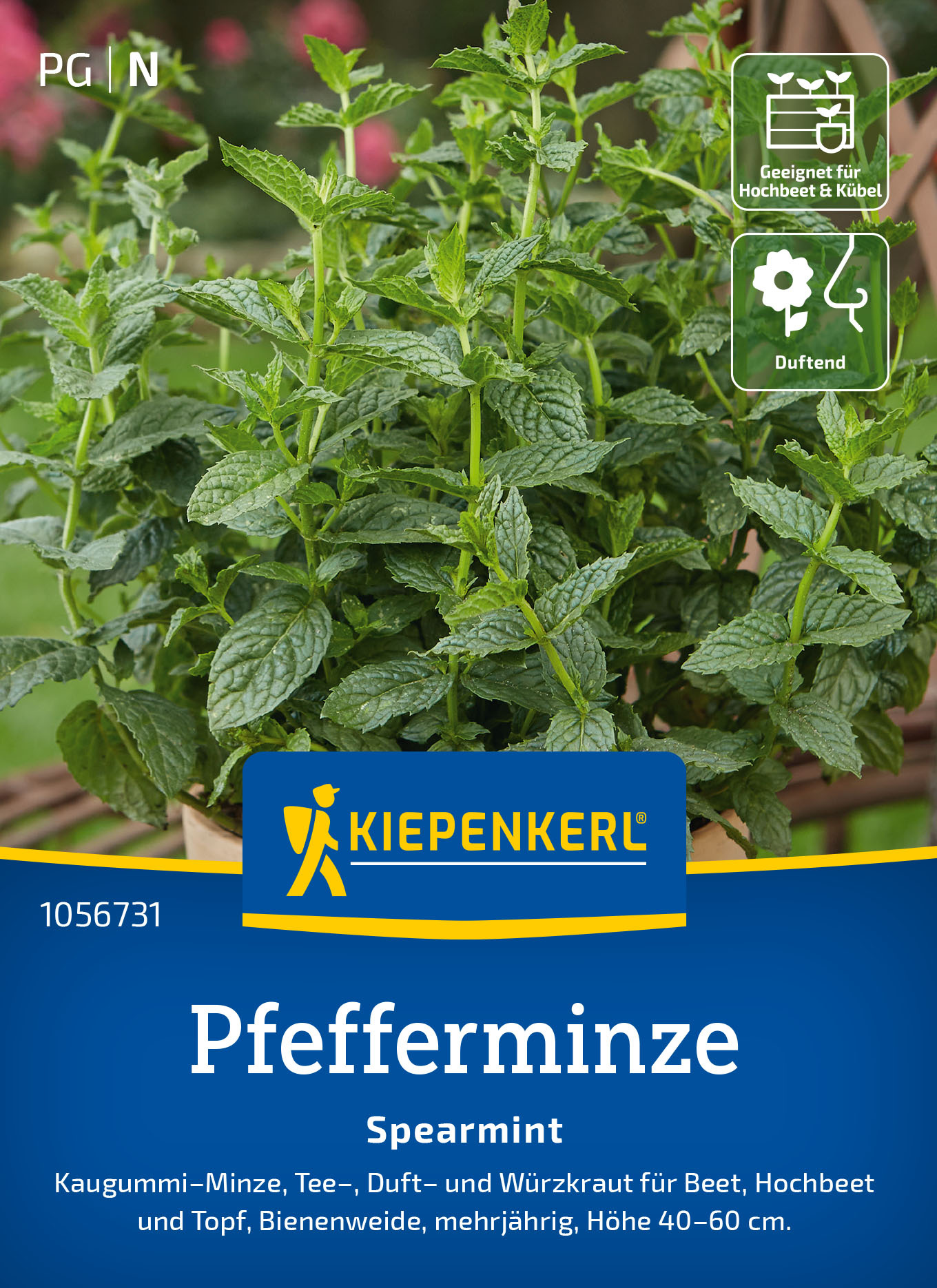 Pfefferminzesamen Spearmint