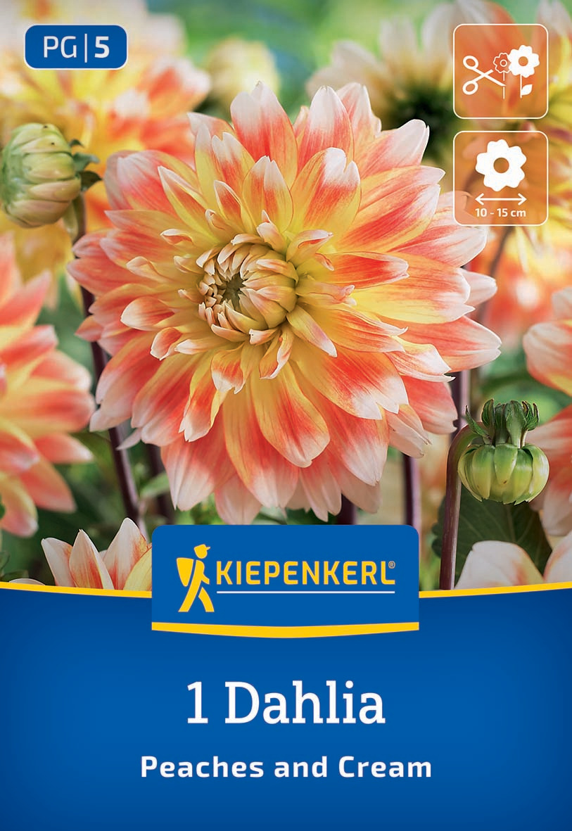 Große gepflückte Dahlie mit orange-rosafarbenen Blüten, grüne Knospen, grüner Hintergrund.