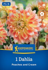 Große gepflückte Dahlie mit orange-rosafarbenen Blüten, grüne Knospen, grüner Hintergrund.